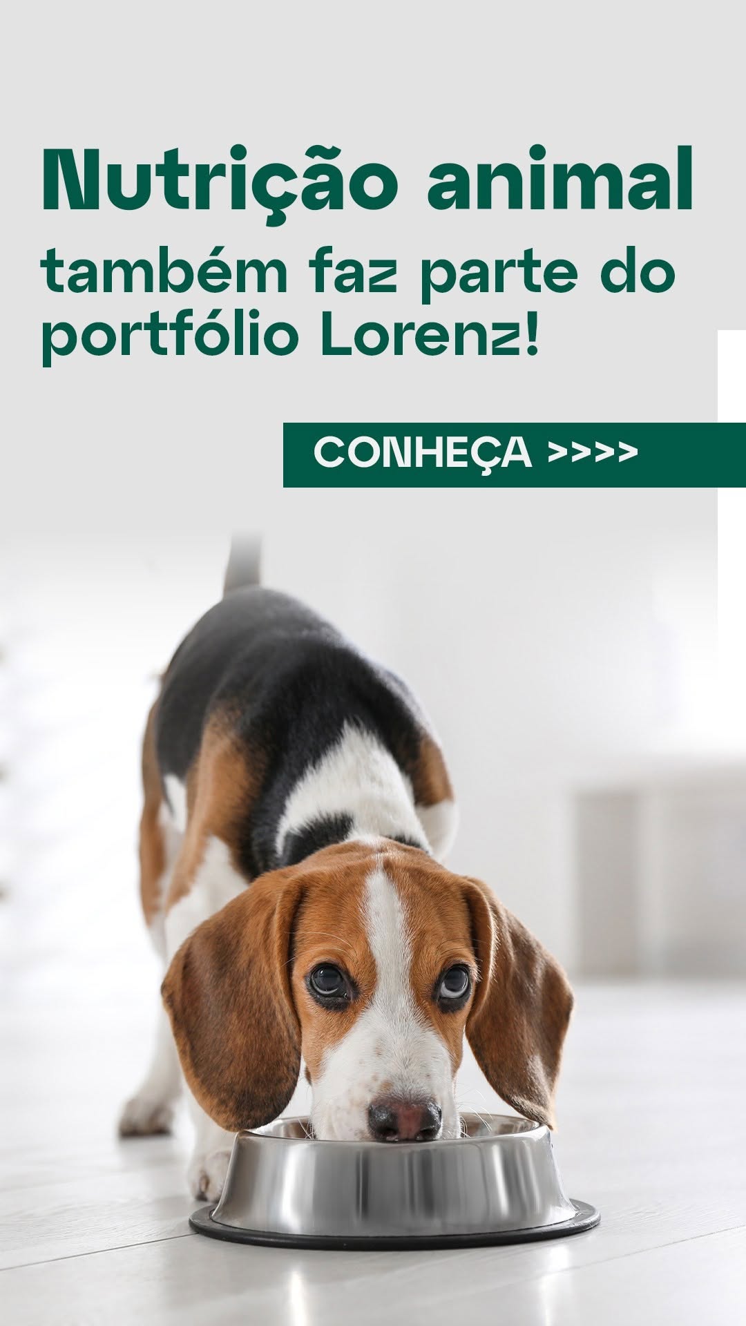 Nossos ingredientes também fazem a diferença na nutrição animal.

As linhas de amidos Lorenz Pet